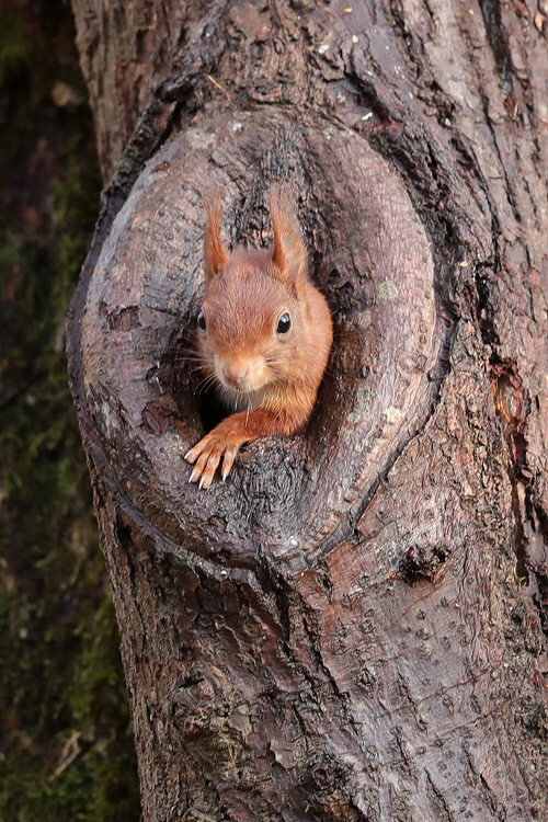 Eichhörnchen-Bild-23