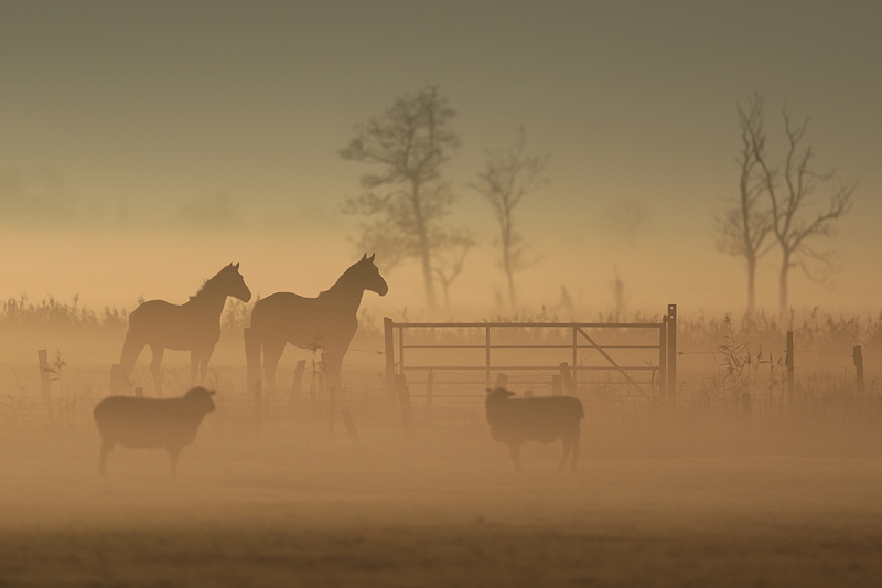 pferde-im-Nebel