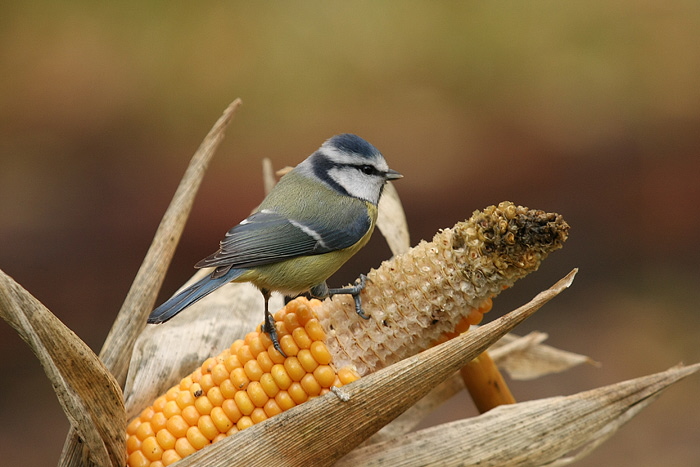 Blaumeise Bild Nr. 11 